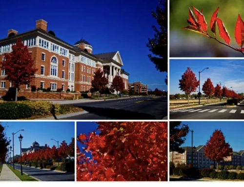 Sponsor Spotlight: Carolina Lands Consultants